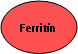 Oval: Ferritin