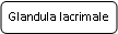 Rounded Rectangle: Glandula lacrimale