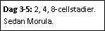 Text Box: Dag 3-5: 2, 4, 8-cellstadier. Sedan Morula. 