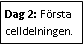 Text Box: Dag 2: Första celldelningen.