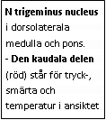 Text Box: N trigeminus nucleus i dorsolaterala medulla och pons.
- Den kaudala delen (röd) står för tryck-, smärta och temperatur i ansiktet