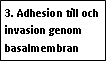 Text Box: 3. Adhesion till och invasion genom basalmembran 