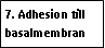 Text Box: 7. Adhesion till basalmembran 