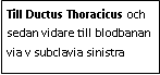 Text Box: Till Ductus Thoracicus och sedan vidare till blodbanan via v subclavia sinistra