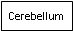 Text Box: Cerebellum