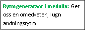 Text Box: Rytmgenerataor i medulla: Ger oss en omedveten, lugn andningsrytm. 