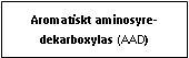Text Box: Aromatiskt aminosyre-dekarboxylas (AAD)