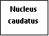 Text Box: Nucleus caudatus