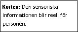 Text Box: Kortex: Den sensoriska informationen blir reell för personen.