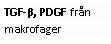 Text Box: TGF-β, PDGF från makrofager 
