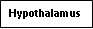 Text Box: Hypothalamus